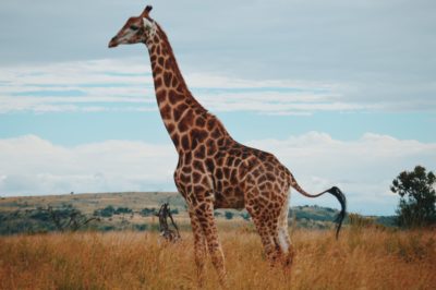 Giraffe – familjevänlig restaurang i London